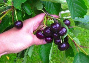 Descripción de la variedad y características de la cereza Raditsa, cultivo y cuidados