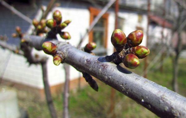 Bourgeons de cerisier