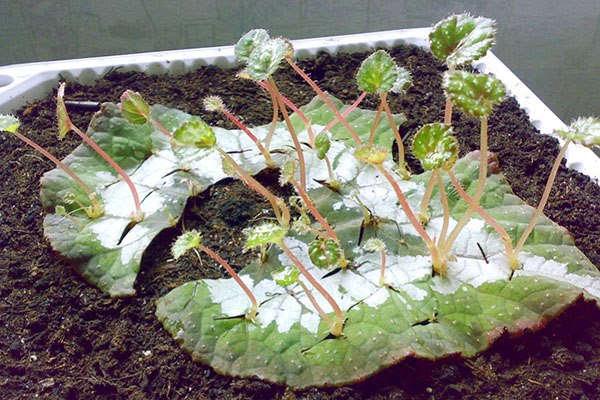 breeding begonias