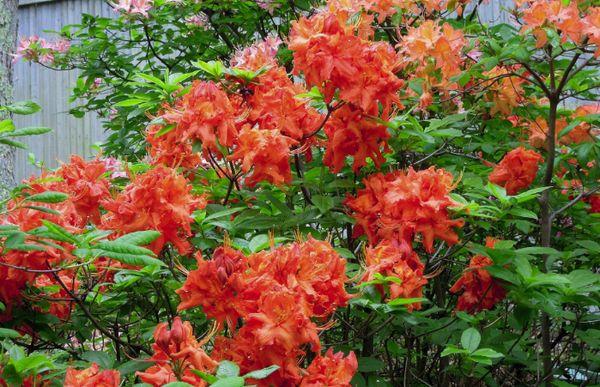 Saumon Rhododendron