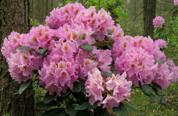 Rododendro Lita