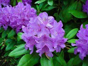 70 species and varieties of rhododendrons with description and characteristics