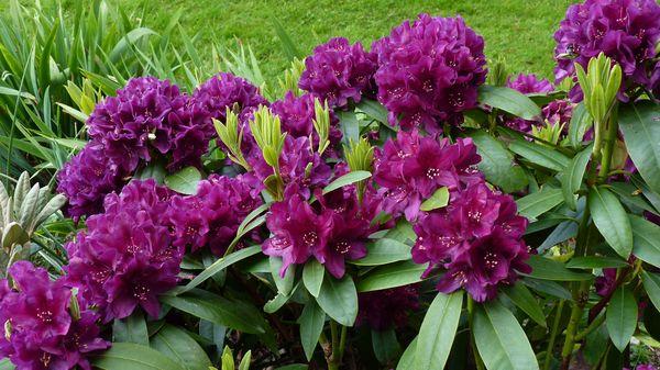 Hybrid rhododendron