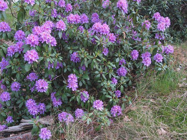 Póntico de rododendro