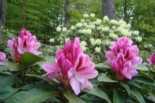 fleurir dans le jardin