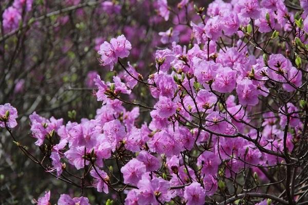 daurian rhododendron