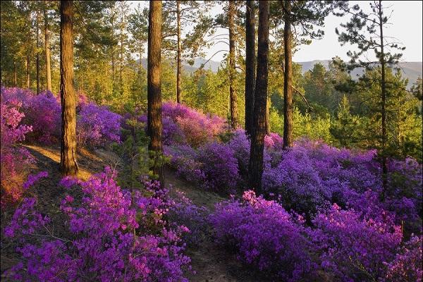 flores en el bosque