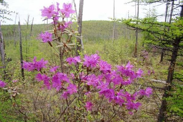 plant a rhododendron