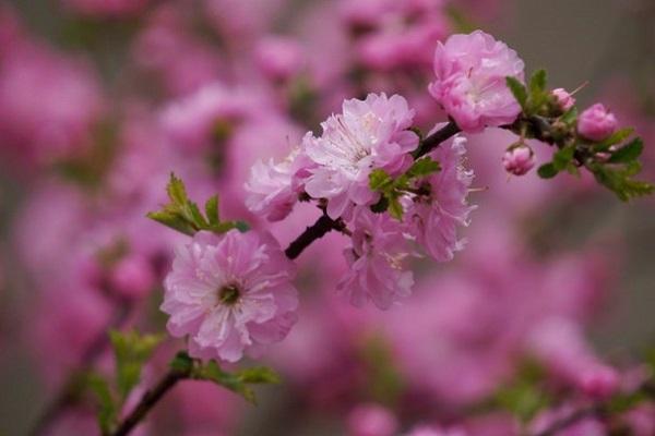 plante à fleurs