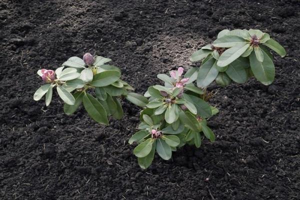 fertilizar la planta