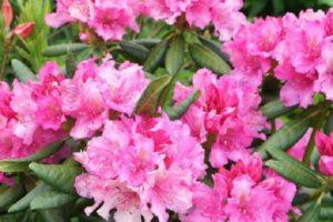 Description et caractéristiques de la variété de rhododendrons de La Haye, plantation et entretien