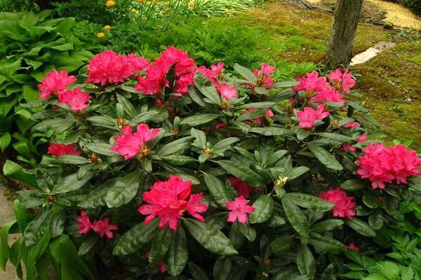 flor de rododendro