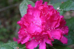 Paglalarawan ng iba't ibang Helliki rhododendron, pangangalaga at paglilinang ng isang bulaklak