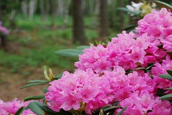 buissons de fleurs