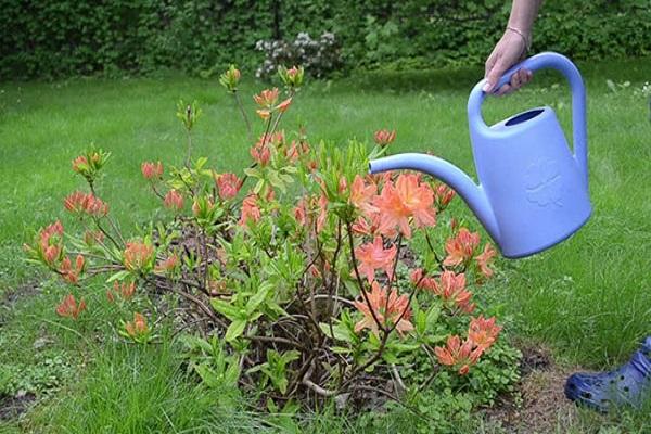 hardening the plant