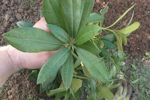 replanter un arbuste