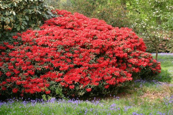 Rouge rhododendron