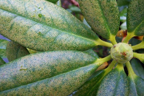 Jeune arbre de rhododendron