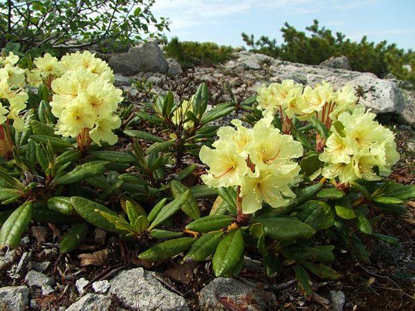 Rhododendron médicinal