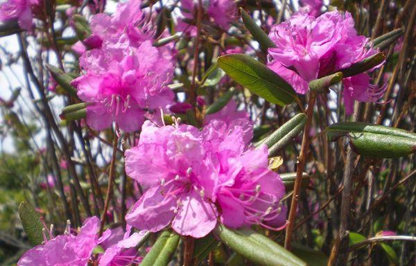 Rododendras Daurskis