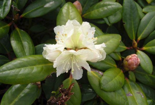 Rhododendron golden