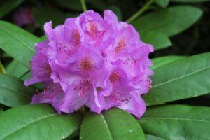 Medicinal properties and contraindications of rhododendron, use in traditional medicine