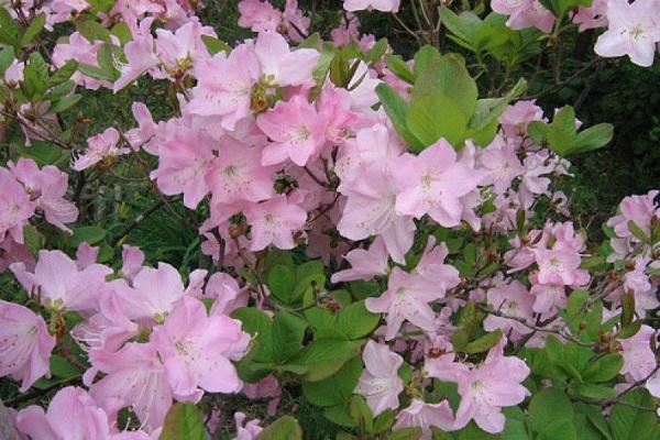 Shrub rhododendron