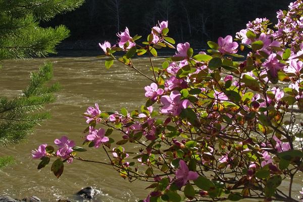 arbre au bord de la rivière