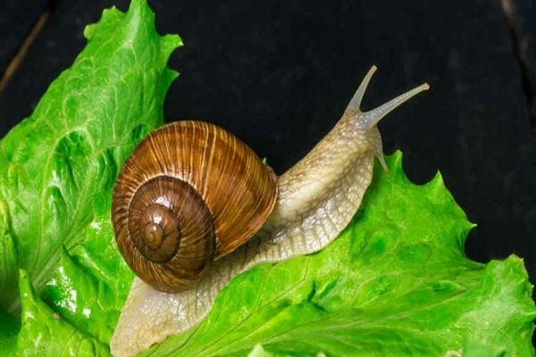 snail on a leaf