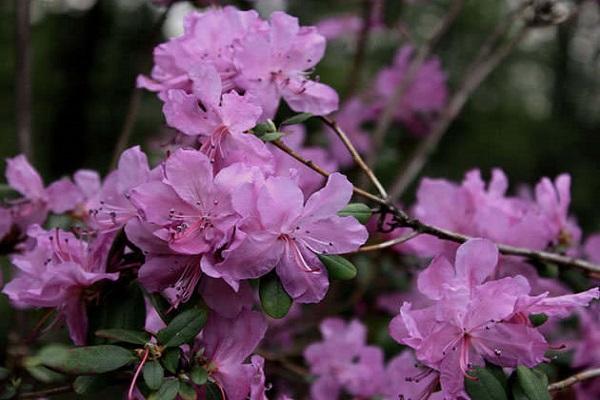 fleurir au printemps