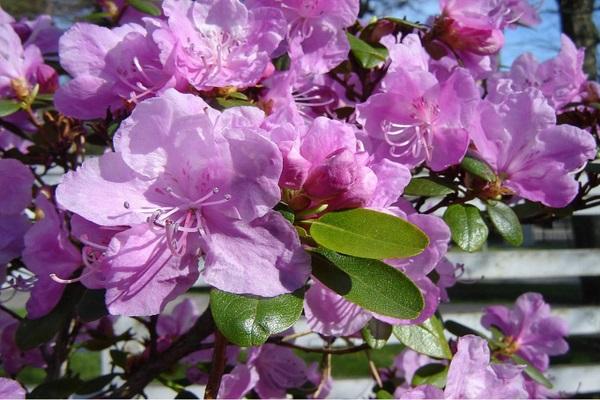 Variété Ledebour