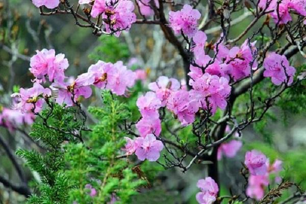 arbuste à fleurs