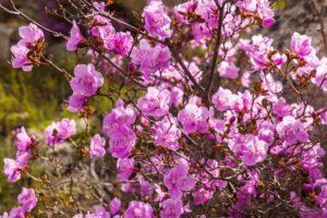 Description de la variété de rhododendron Ledebour, plantation et entretien, caractéristiques de culture