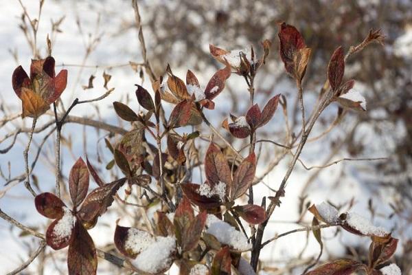 snow appearance