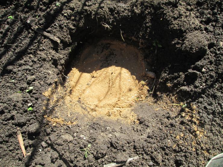 planter un buisson