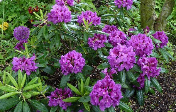 flores de rododendro