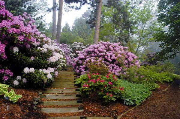 Rhododendron de jardin