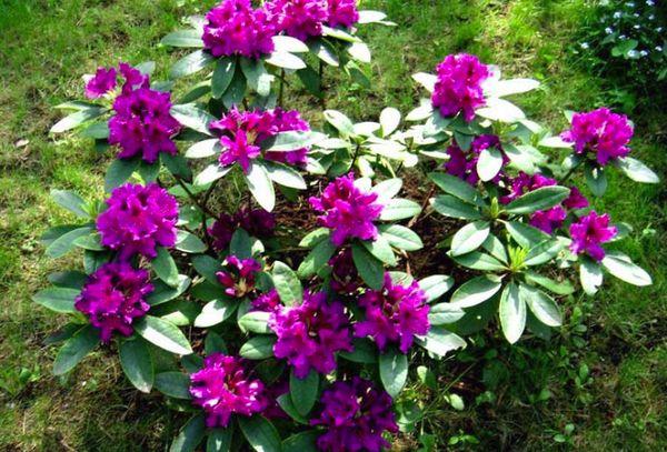 Rododendron Rasputin