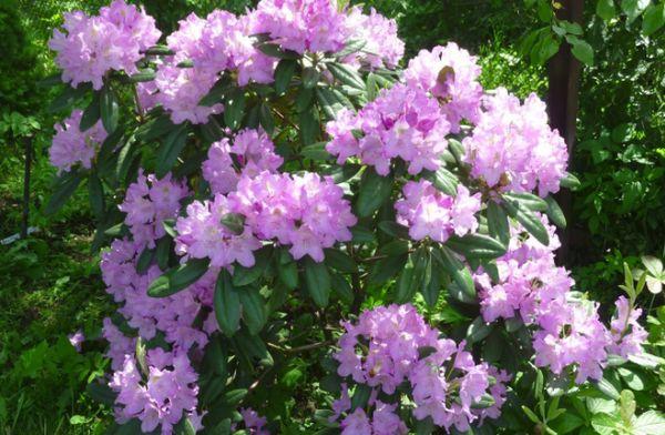 Entretien des rhododendrons