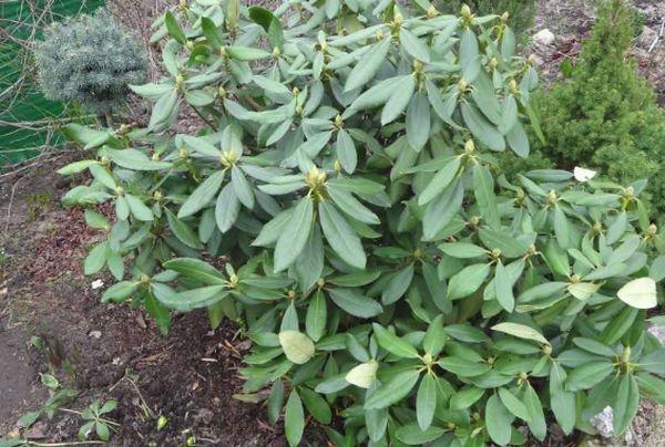 Rhododendrons sans bourgeons