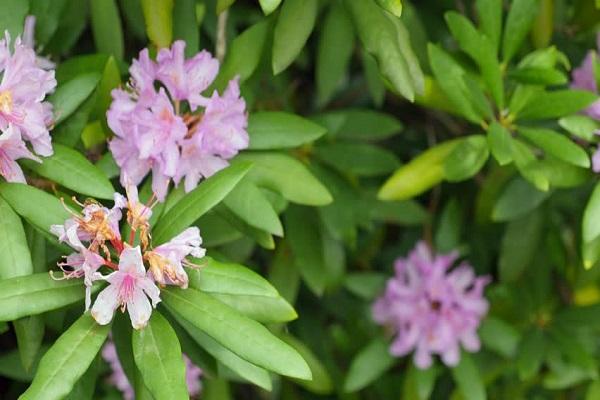 la floraison disparaît