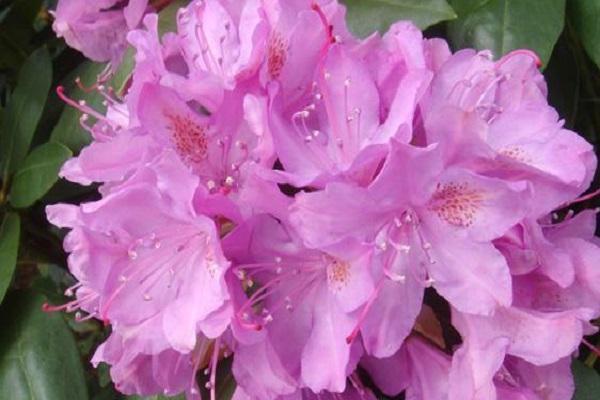 rhododendron semak