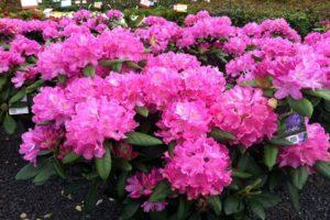 Description of the Roseum Elegance rhododendron variety, planting and care features