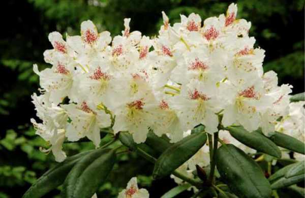 rododendron květ