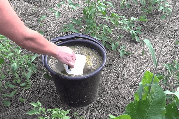 flower feeding