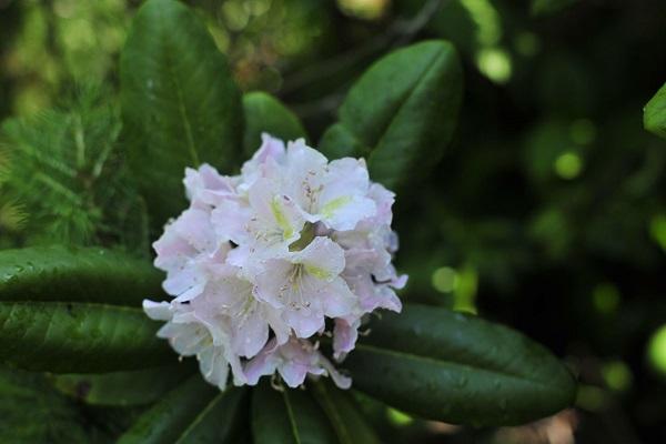 fleur fanée