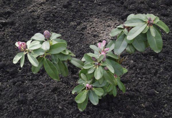 Rhododendron dans le sol