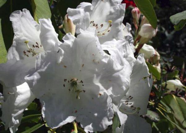 graffitis de rhododendrons