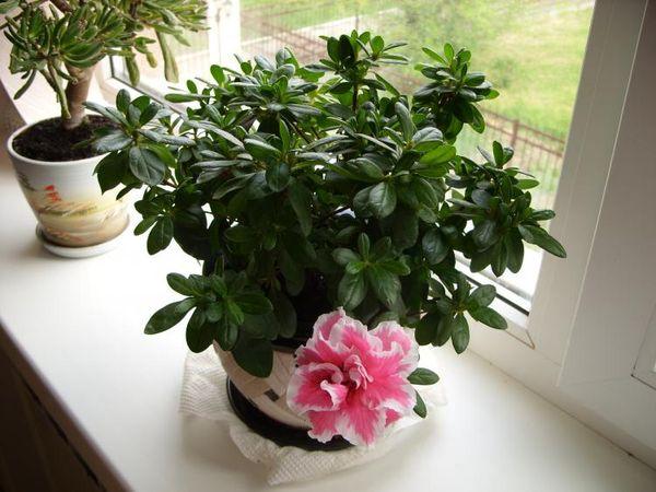 Indoor rhododendron