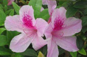 Règles pour cultiver et entretenir le rhododendron à la maison